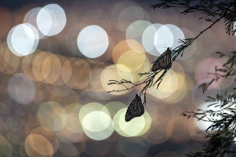 e76555a0-53e6-4bde-9cf3-3d32fd0a7354